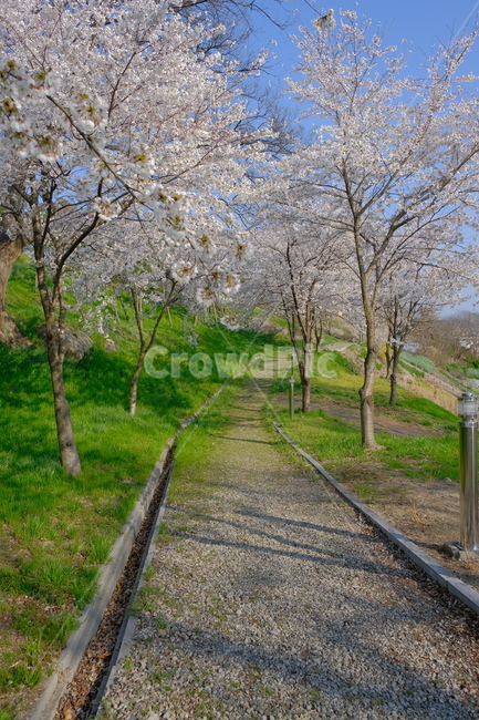 cherryblossoms,벚꽃,봄,분홍,자연