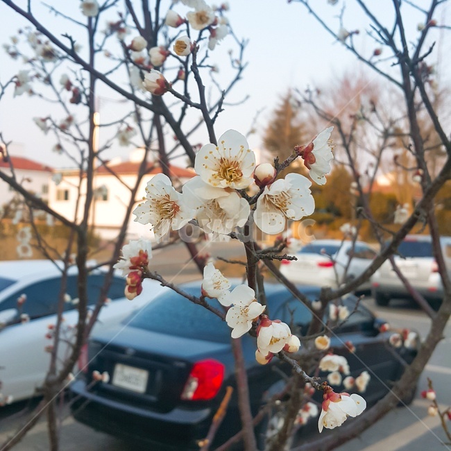 벚꽃,봄,나무,자연,꽃,식물,자연,plants,nature,꽃,flower,나무,trees,wood