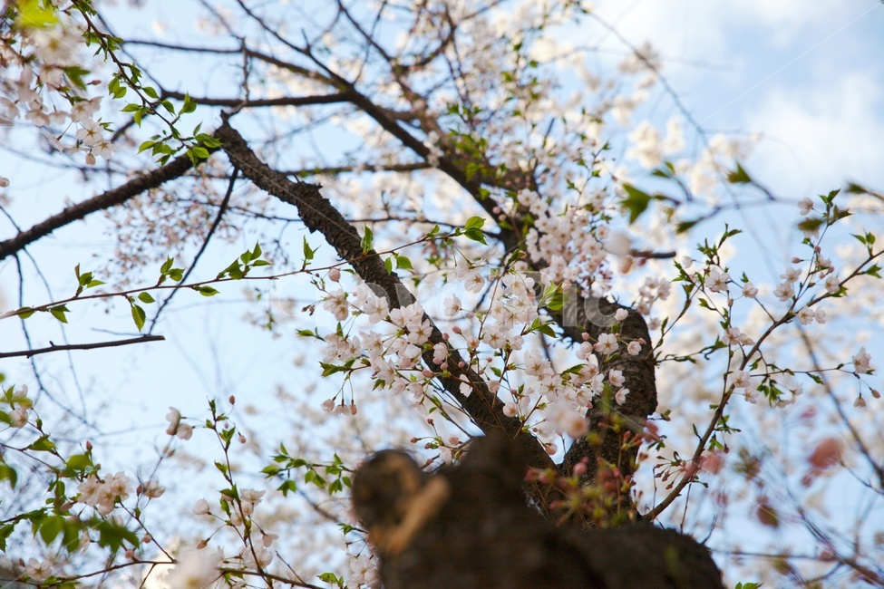 sky,spring,Cherry Blossom,warmth,flower