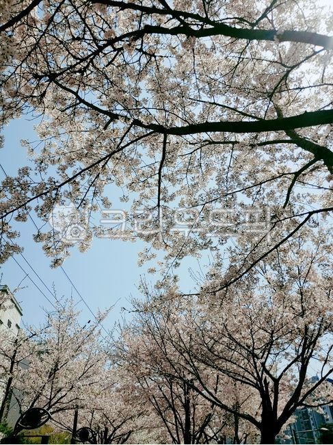 벚꽃,cherryblossom,tree,나무,벚꽃나무