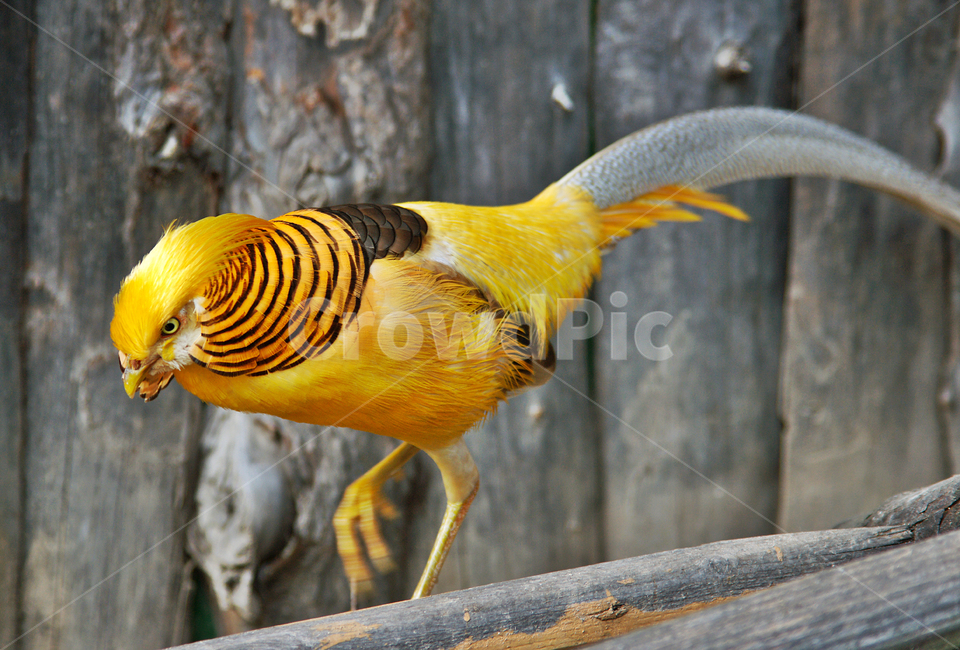 금계,꿩과,잡식성,조류,황금색,관상용,동물,animal,조류,새,birds