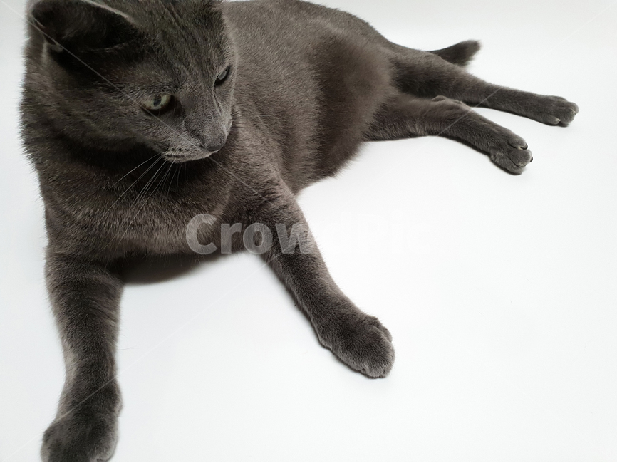 고양이,애완동물,러시안블루,회색,동물,단모,단모종,털,동물,animal,포유류,mammal,고양이,cat,kitten,kitty,누끼,remove background