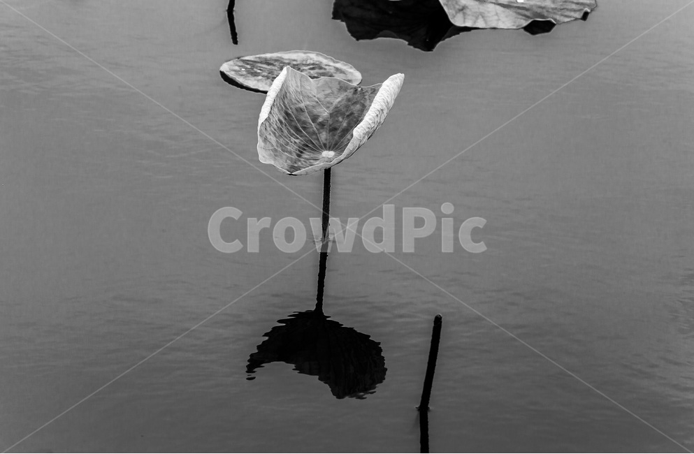 연잎,문양,무늬,연못,그림자,반영,식물,자연,plants,nature,흑백,모노톤,monochrome,black and white