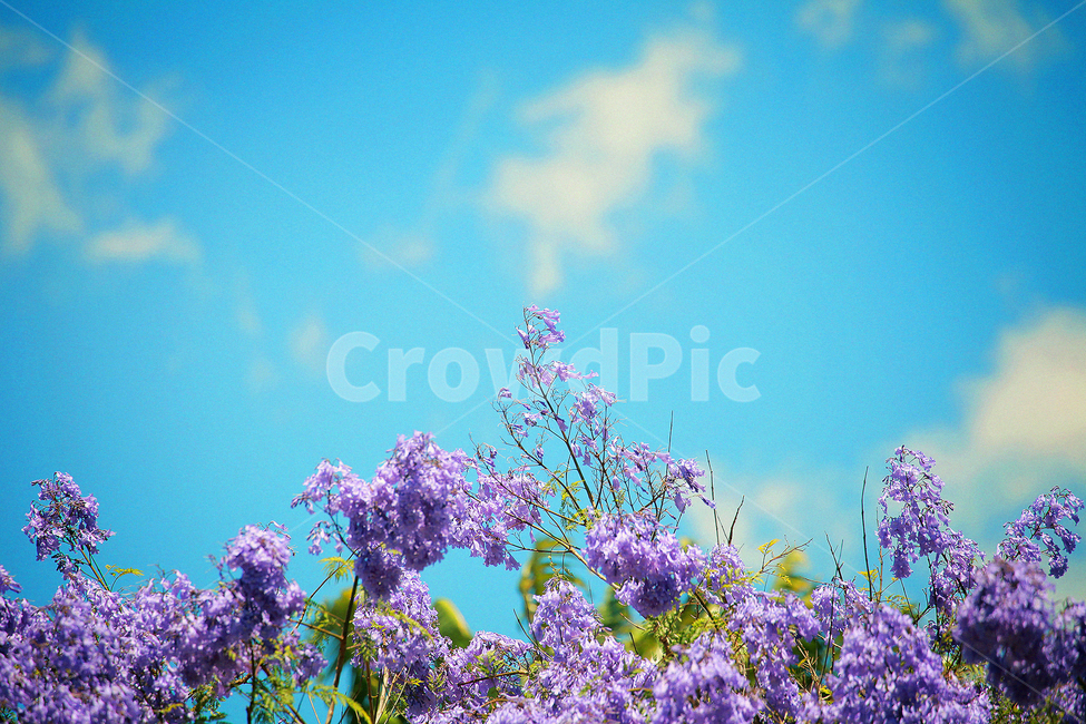 하늘,보라색꽃,꽃,자카란다,flower,식물,꽃나무