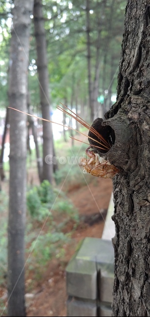 매미,변태,여름,껍질,탈피,곤충,벌레,insect,bug