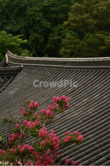 나무,꽃,여름,계절,식물,tree,flower