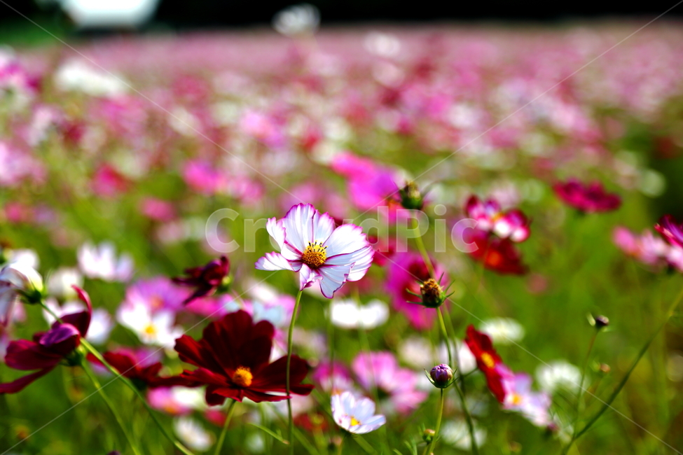 코스모스,가을,가을꽃,flower,꽃,petal,꽃잎,blossom,plant,식물,geranium,제라늄,가을,계절,fall,autumn,season,식물,자연,plants,nature,꽃,flower