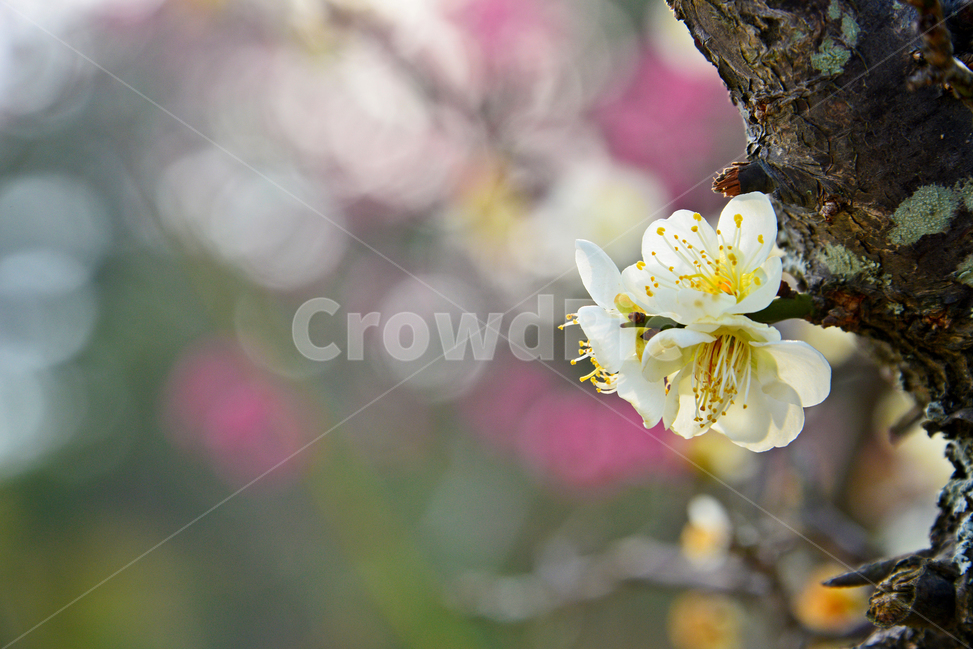 전남,무안,목우암,벚꽃,보케,빛,plant,식물,봄,계절,꽃,식물,자연,plants,nature,꽃,flower