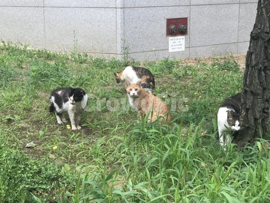 고양이,캣,길냥이,가족,길거리