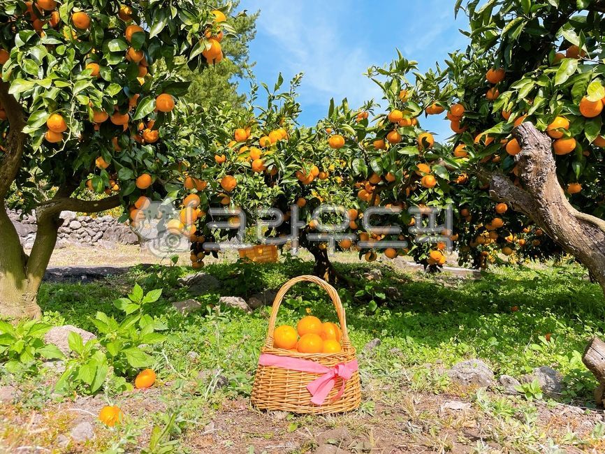 과일, fruit, 감귤류과일, citrusfruit, 귤, 사진,이미지,일러스트,캘리그라피 - 쿨라임민트작가