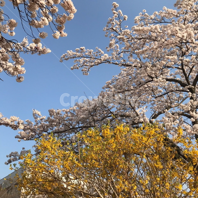 벚꽃,분홍색,노란색,꽃,나무,가지,봄,3월,4월,식물,자연,plants,nature,꽃,flower