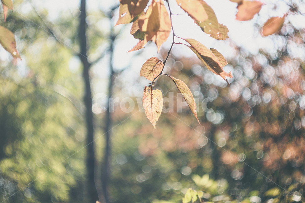 하늘공원,가을,공원,가을색,물들음,빛,가을빛,autumn,필름느낌,초록색,퇴색,가을분위기,가을,계절,fall,autumn,season,plant,식물,leaf,잎