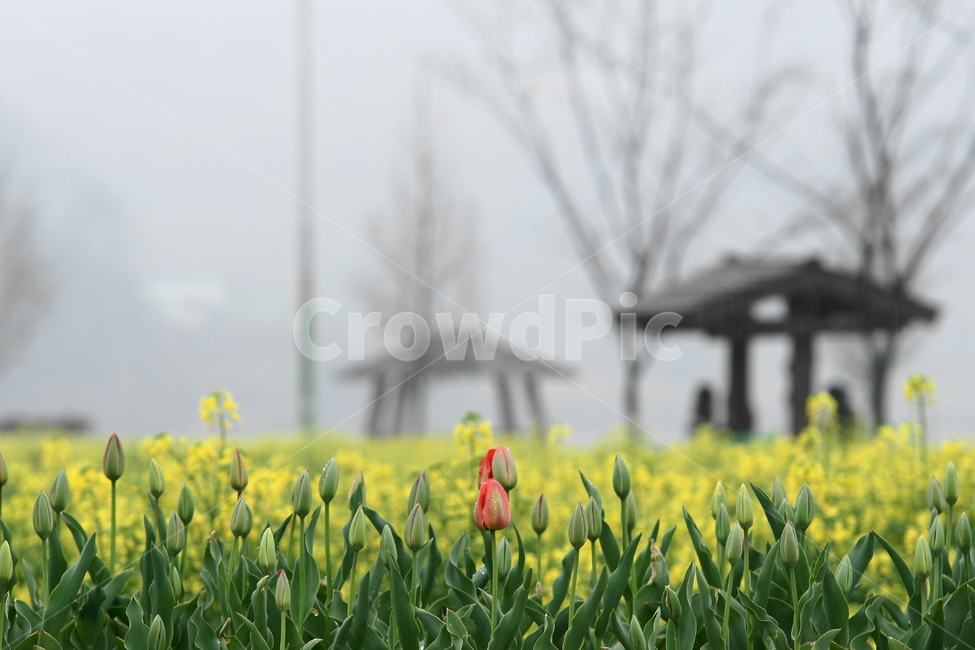 spring flowers,Namji,Tulip,hut,rape flower,park