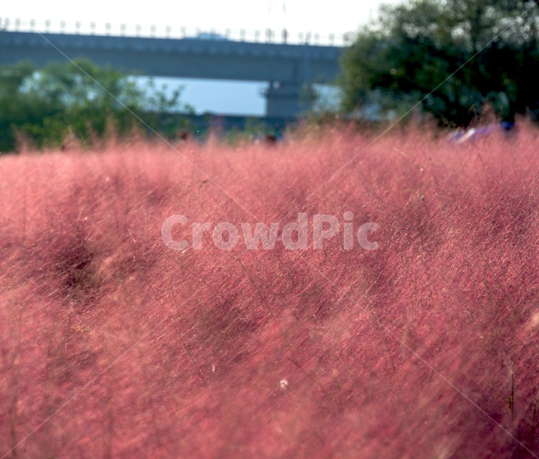 핑크뮬리,뮬리,가을,pinkmuhly,자연,공원,핑크,pink,식물,가을,계절,fall,autumn,season