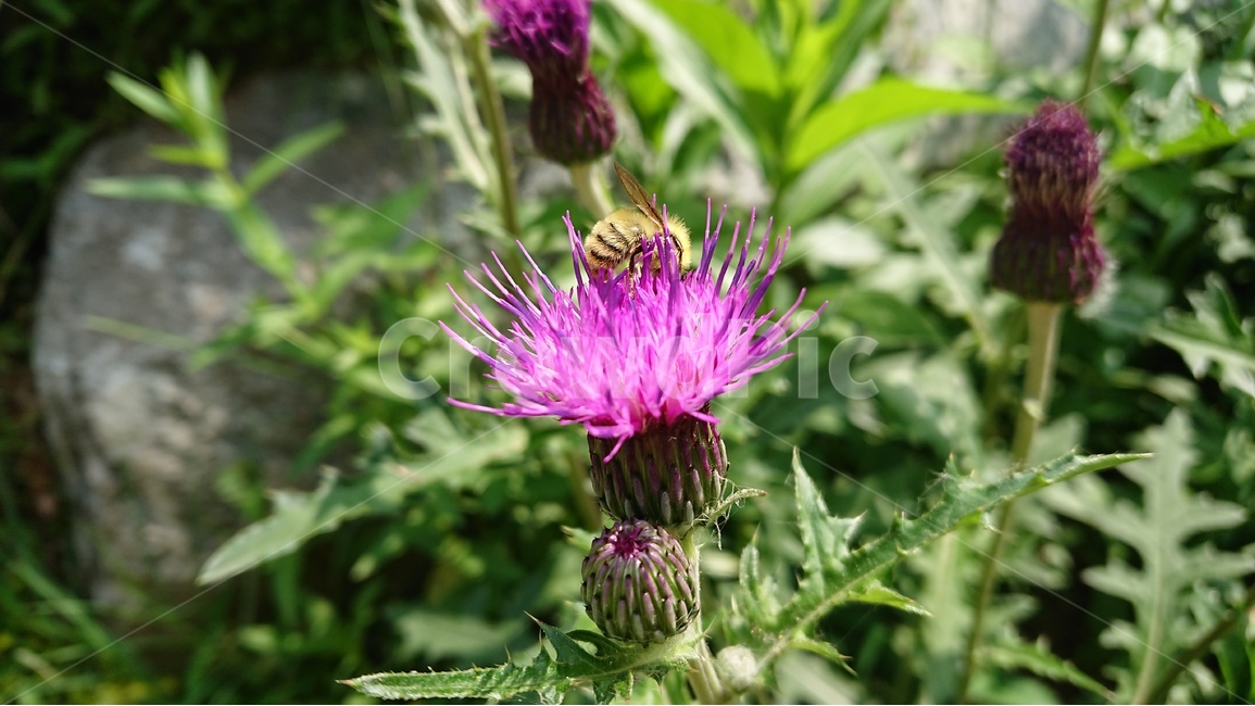 식물,꽃,들꽃,풀,엉겅퀴,꿀벌,벌,핑크,자주색,마젠타,식물,자연,plants,nature,꽃,flower