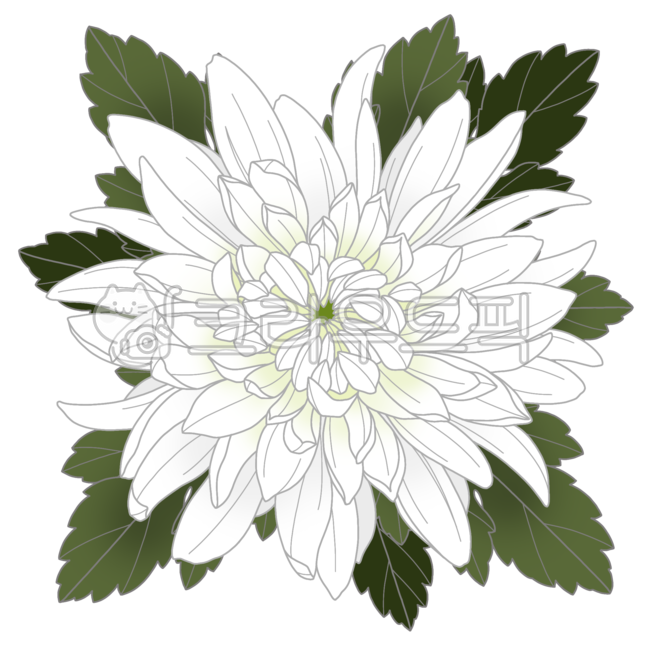 Chrysanthemum,white chrysanthemum,chrysanthemum flower,funeral,funeral service,portrait,funeral home,death,deceased,sadness,condolences,condolence,remembrance,mourning,condolence,repose,condolence,flower,flower,chrysanthemum,flower ill