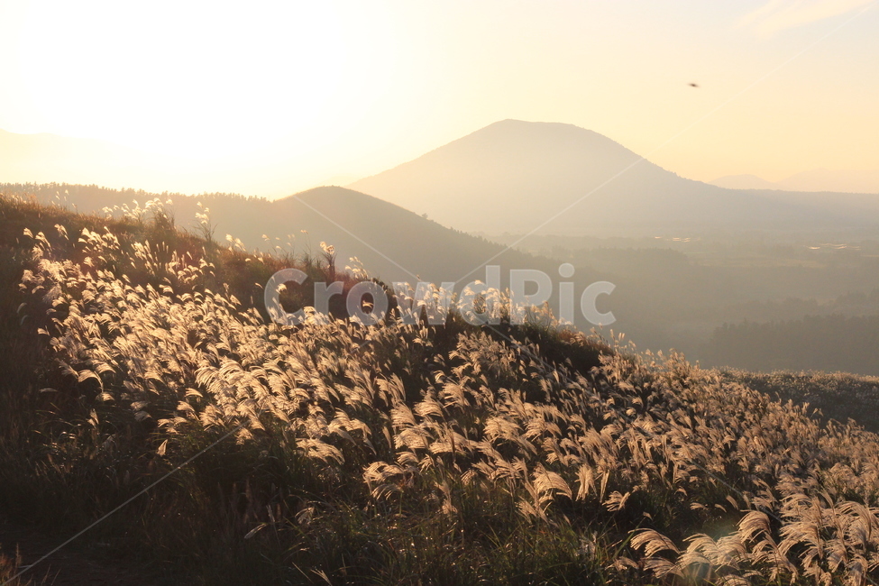억새,저녁노을,바람,새,산,가을,계절,fall,autumn,season,자연,풍경,nature,landscape,outdoors,옥외
