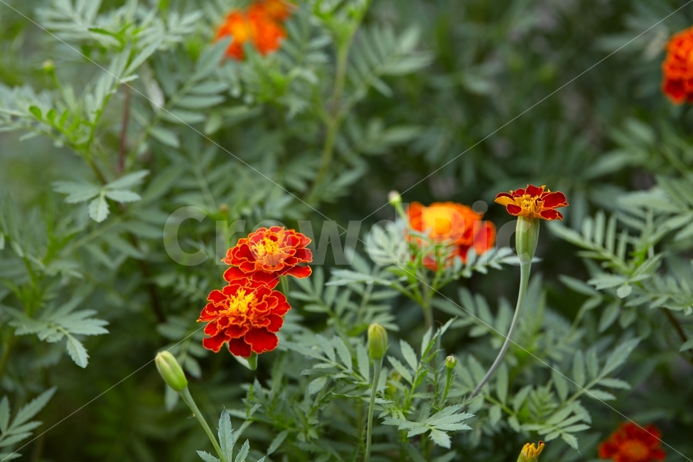 메리골드,초화,꽃,빨간꽃,육종,배경이미지,식물,자연,plants,nature,꽃,flower