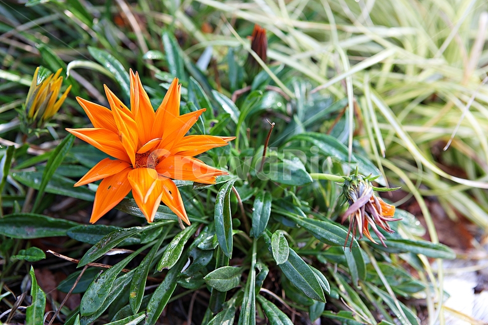 태양국,국화,꽃,꽃잎,잎,꽃밭,화단,식물,자연,공원,식물,자연,plants,nature,꽃,flower