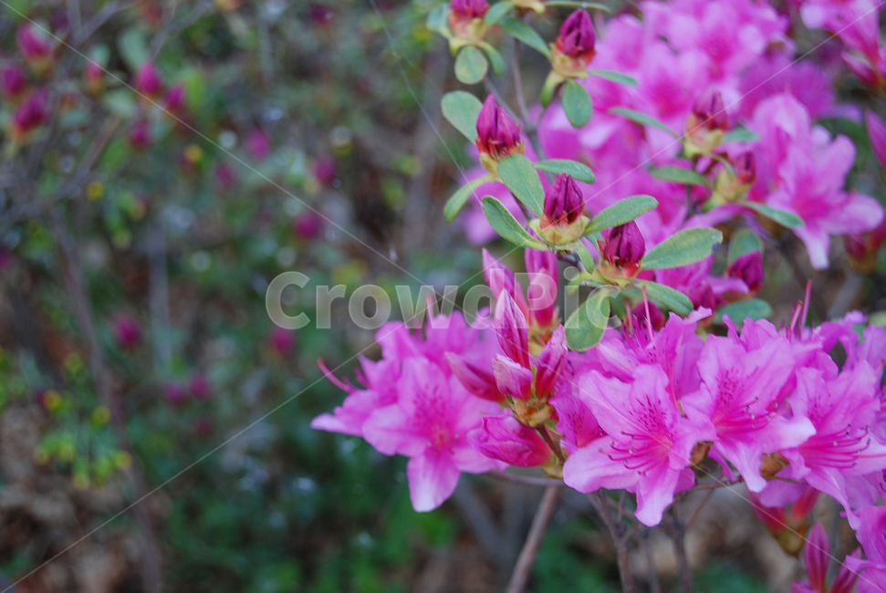 식물,자연,꽃,철쭉,진달래,보라색,식물,자연,plants,nature,꽃,flower
