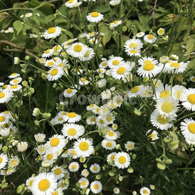 꽃,야생화,자연,flower,nature