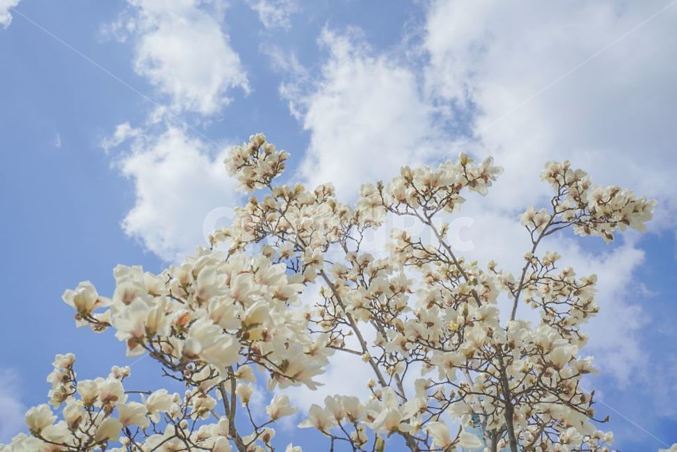 꽃,하늘,자연,도시,맑은,봄,계절,spring,season,자연,풍경,nature,landscape,plant,식물