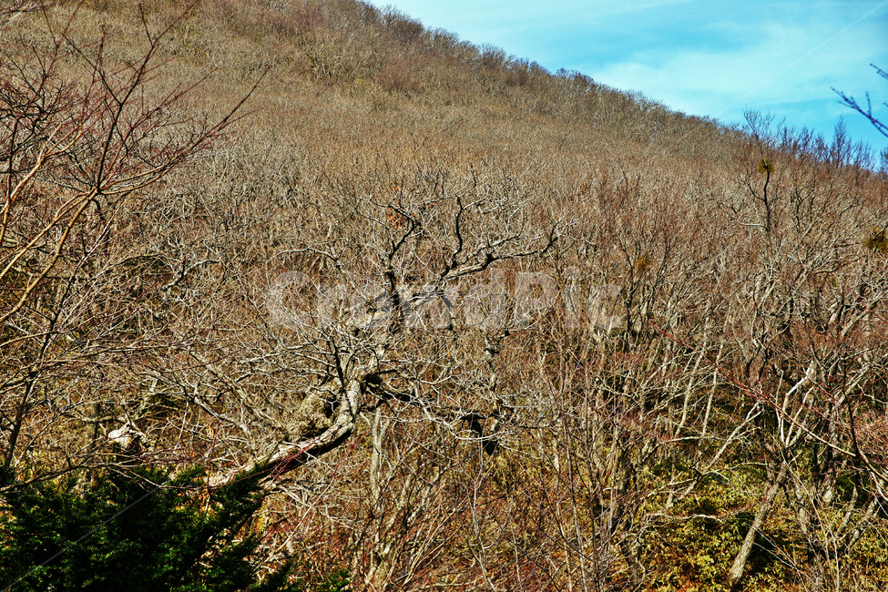 숲,나무,한라산,한라산국립공원,제주도,자연