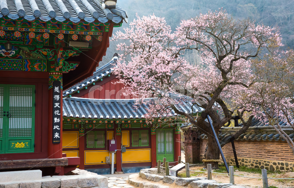 자연,풍경,경치,계절,봄,식물,꽃,봄꽃,매화,홍매화,사찰,백양사,보호수,매화나무,고불매,고건축,건물,옥외,산,골짜기,경내,지붕,기와지붕,아침,안개,빛,햇빛,한국전통,한국문화,korean traditional,korean culture,꽃,flower,나무,trees,wood