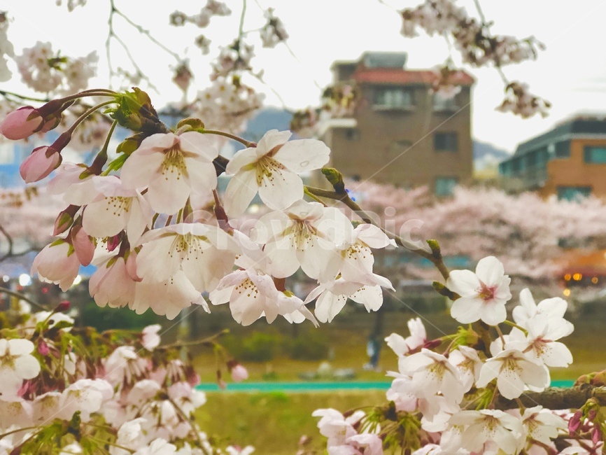 plant,식물,flower,blossom,꽃,cherryblossom,봄,spring,봄,계절,spring,season,cherry blossom,벚꽃