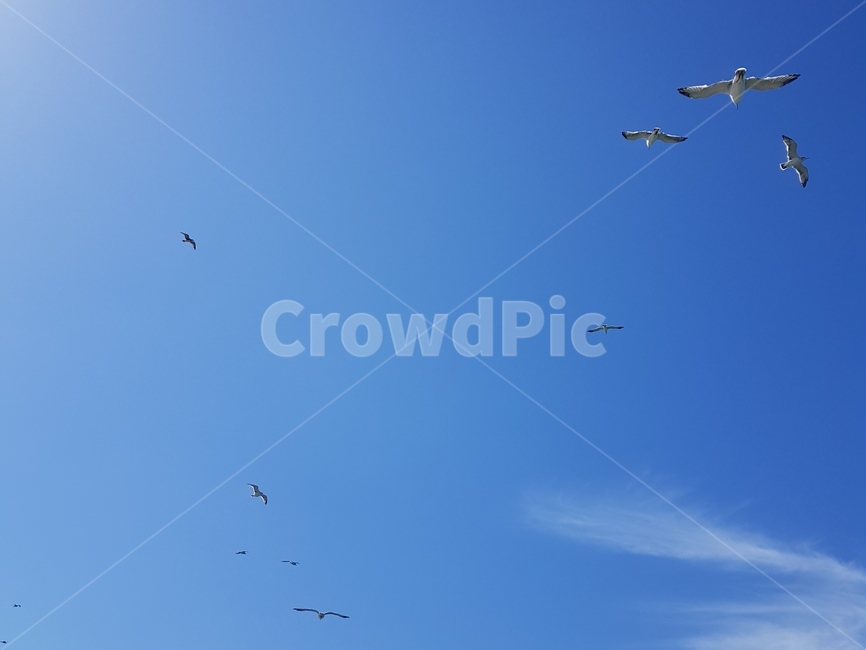 갈매기,새,flying,자유로운,free,모험,가을,하늘,높은,시원한,풍경,자연,animal,동물,동물,animal,조류,새,birds