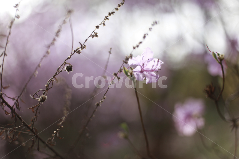 진달래,진달래꽃,봄꽃,분홍꽃,나무가지,식물,자연,plants,nature,꽃,flower
