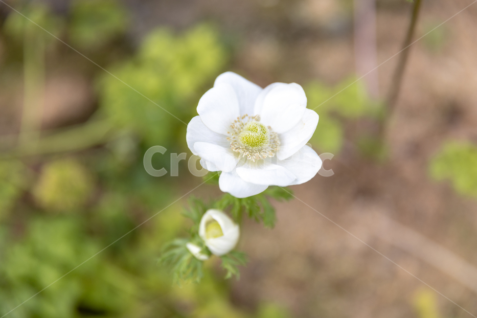 꽃,봄꽃,나무,가시,꽃잎,식물,자연,plants,nature,꽃,flower