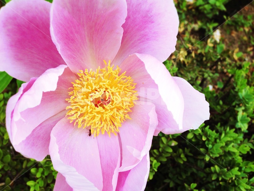plant,식물,pollen,화분,blossom,꽃,peony,모란,곤충,개미