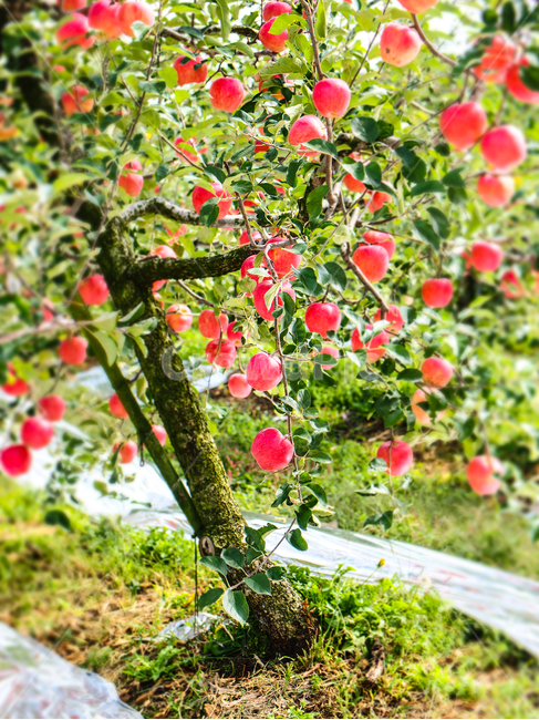 영주,소백산,사과,사과나무,붉은사과,식물,자연,plants,nature,나무,trees,wood,과일,열매,fruit
