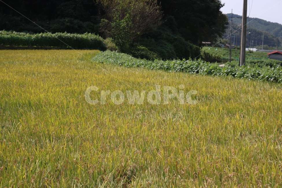벼,논,쌀,가을,초록,노랑,갈색,rice,ine,kome,aricepaddy,den,fall,aki,green,midori,yellow,kiiro,brown,chairo,가을,계절,fall,autumn,season,자연,풍경,nature,landscape,시골,마을,country,rural,town,grass,잔디,plant,식물