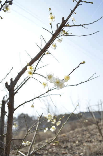 꽃,나무,산책,맑음,청승,봄,계절,spring,season,식물,자연,plants,nature,꽃,flower,plant