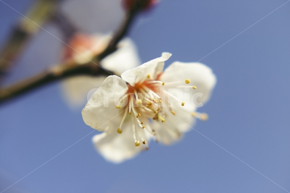 매화,개화,만개,하늘,꽃,봄꽃,매크로,접사,근접촬영,수술,암술,푸른하늘,blossom,apricottree,spring,flower,봄,계절,spring,season,식물,자연,plants,nature,꽃,flower,plant