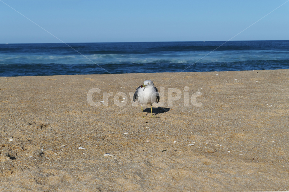 animal,동물,bird,새,seagull,갈매기,sea,sky,하늘,물,water,해안선,바다,자연,nature,옥외,ocean,해변,바다,beach,sea,동물,animal,조류,새,birds