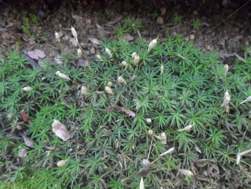 타이니플라워,그린,숲,숨,고요,식물,자연,plants,nature