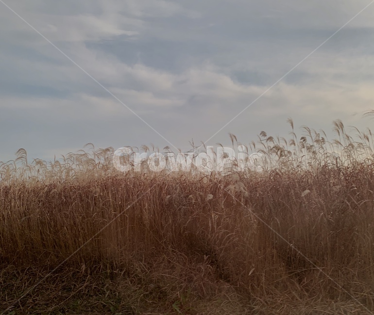 갈대,식물,풍경,가을,하늘,자연,풍경,nature,landscape