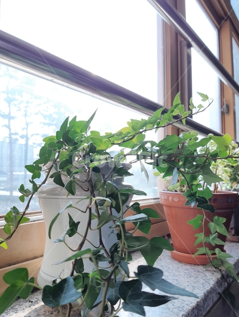 plant,감성,식물,생생함,화분,vivid,emotional,alive,green