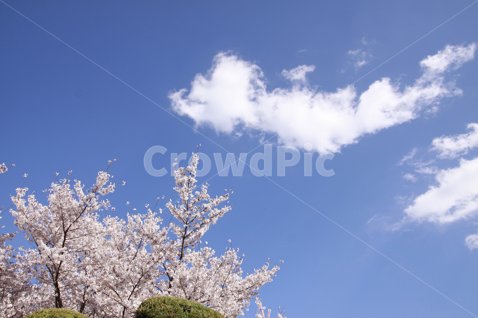 벚꽃,봄,하늘,바탕화면,풍경,배경화면,봄풍경,자연,계절,plants,nature,spring,season,flaower,봄,계절,spring,season,식물,자연,plants,nature,꽃,flower,plant