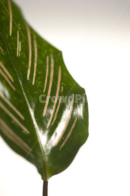 칼라데아,칼라데아진저,클로즈업,그리너리,그린,녹색,연두색,싱그러운,접사,잎,잎사귀,자연,정원,오가닉,여름,베란다,백그라운드,배경,식물,물주기,분갈이,봄,화분,가든,화초,햇빛,햇살,인테리어,감성,플랜테리어,플랜트,이파리,나뭇잎,공기청정,실내,미세먼지,줄무늬,핑크,분홍색,가드닝,식물,자연,plants,nature