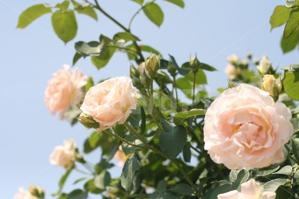 자연,사물,꽃,장미꽃,외국장미,살구색장미,식물,자연,plants,nature,꽃,flower