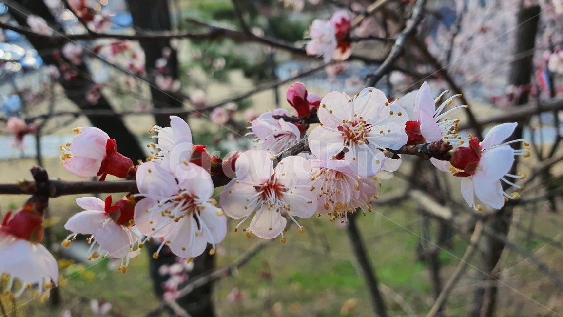 plant,식물,pollen,화분,봄