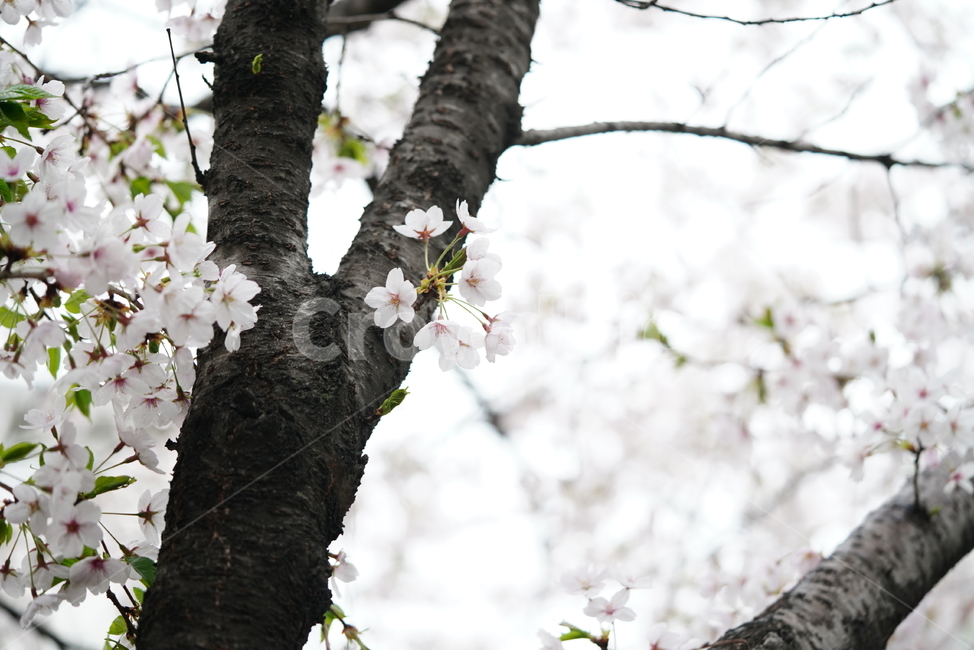 꽃,벚꽃,봄,계절,플라워,화이트,흰색,하얀색,생물,감성,느낌,식물,flower,spring,white,봄,계절,spring,season,식물,자연,plants,nature,꽃,flower,plant