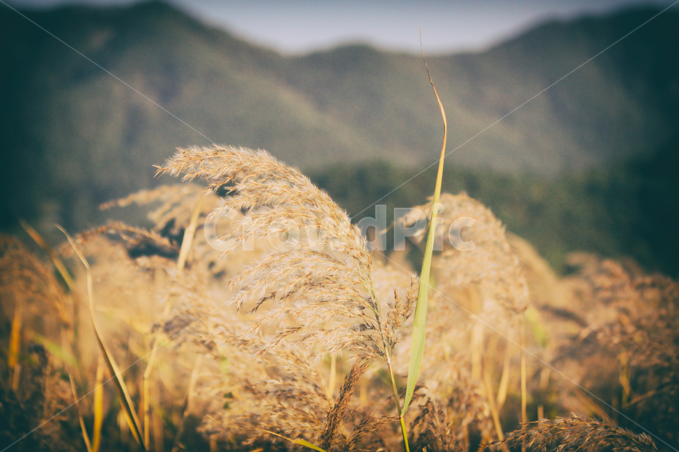 자연,풍경,갈대,갈대밭,식물,순천만,만,reed,plant,nature,landscape,가을,계절,fall,autumn,seasons,bay,suncheonbay,가을,계절,fall,autumn,season,식물,자연,plants,nature,grass,잔디,lawn