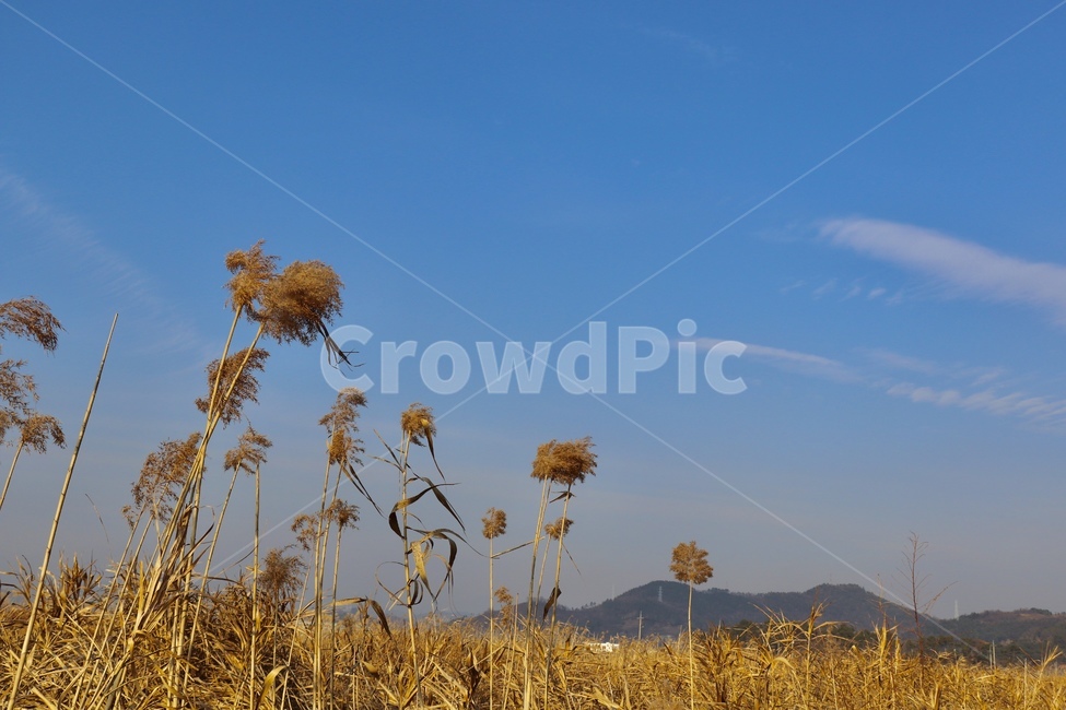 순천,갈대,하늘,가을,순천만습지,배경,감성,풍경,맑음,파랑,바탕,자연,따뜻한,경치,낮,겨울,파란하늘,갈대밭,산,휴식,힐링,평화로운,갈대숲,차분한,가을이미지,평온,고요,온화한,감성사진,순천갈대군락지,계절,순천겨울,순천명소,season,landscape,sky,cloud,daytime,winter,fall,autumn,healing,warm,reed
