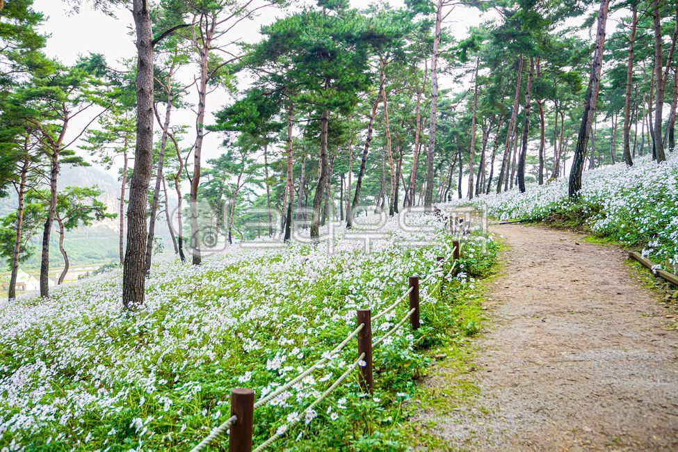 구절초,koreanchrysantheum,꽃,하얀꽃,구절초동산,소나무,식물,nature,flower,plant,white,pinetree,landscape,산책길,walkingpath