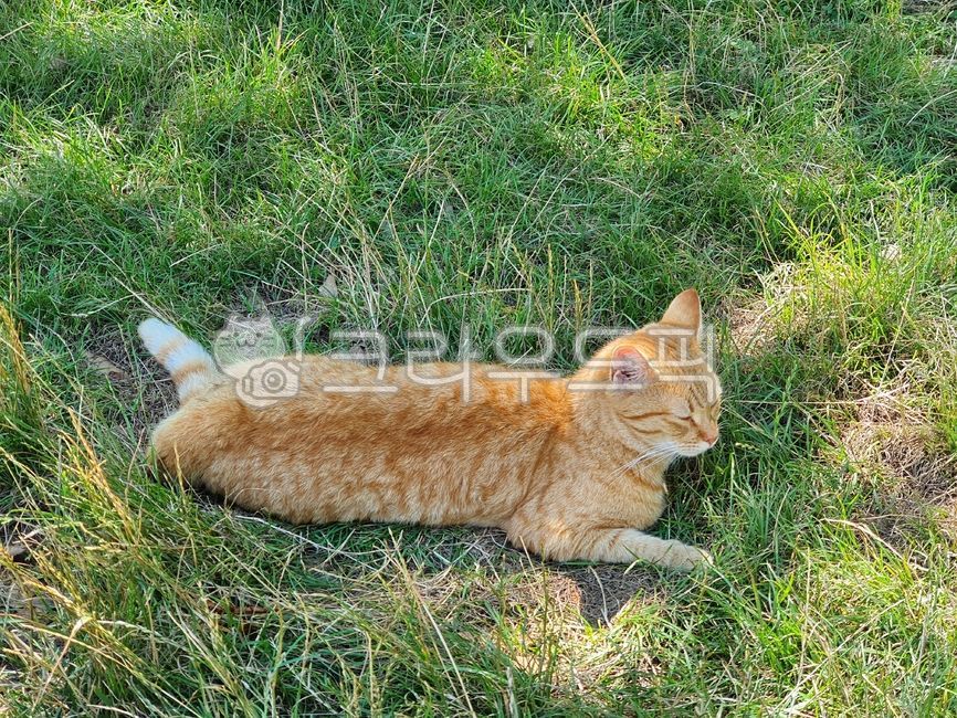 Cute cat,stray cat,sleeping cat,grass,cat,animal,cute animals